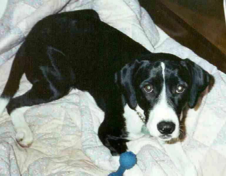 Oreo, circa 1990 This dog looks identical to the first, except the ears are a different shape