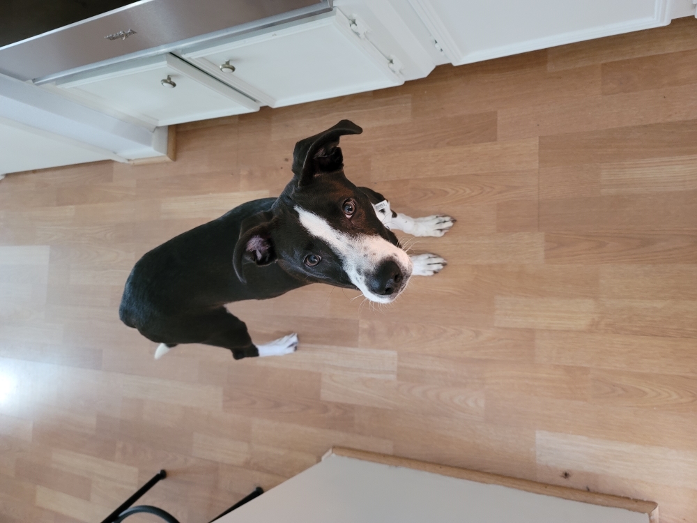 A black and white dog
