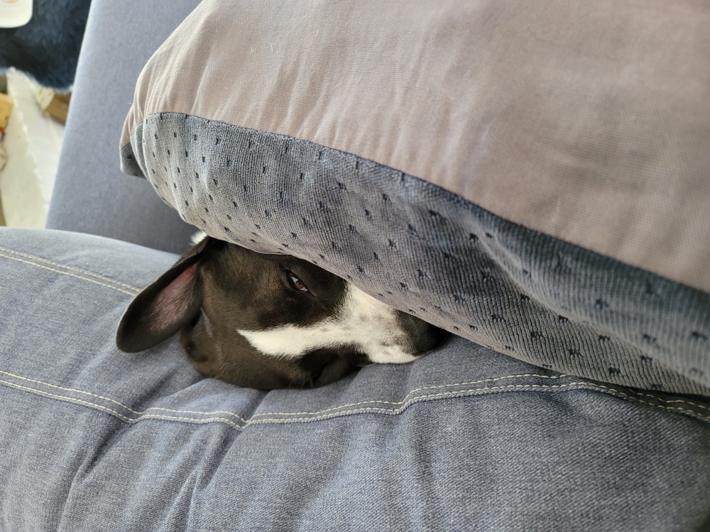 Dog wedged behind a couch cushion