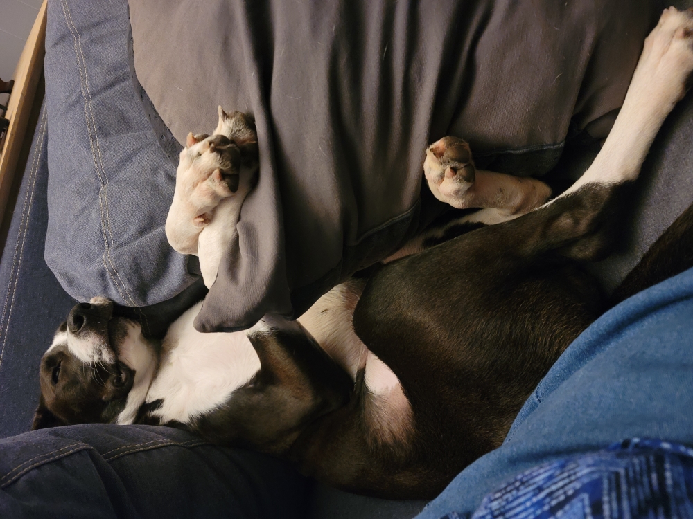 Dog on her back between couch cushions and a pillow