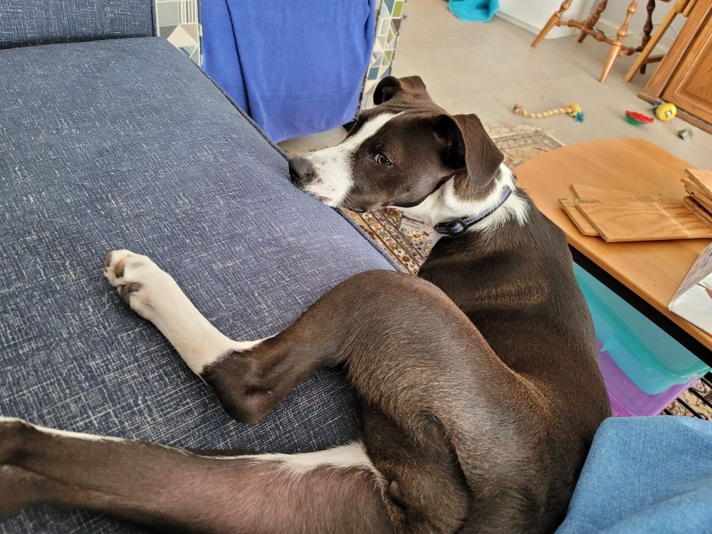 Dog with her back legs on the couch, the frong on the floor