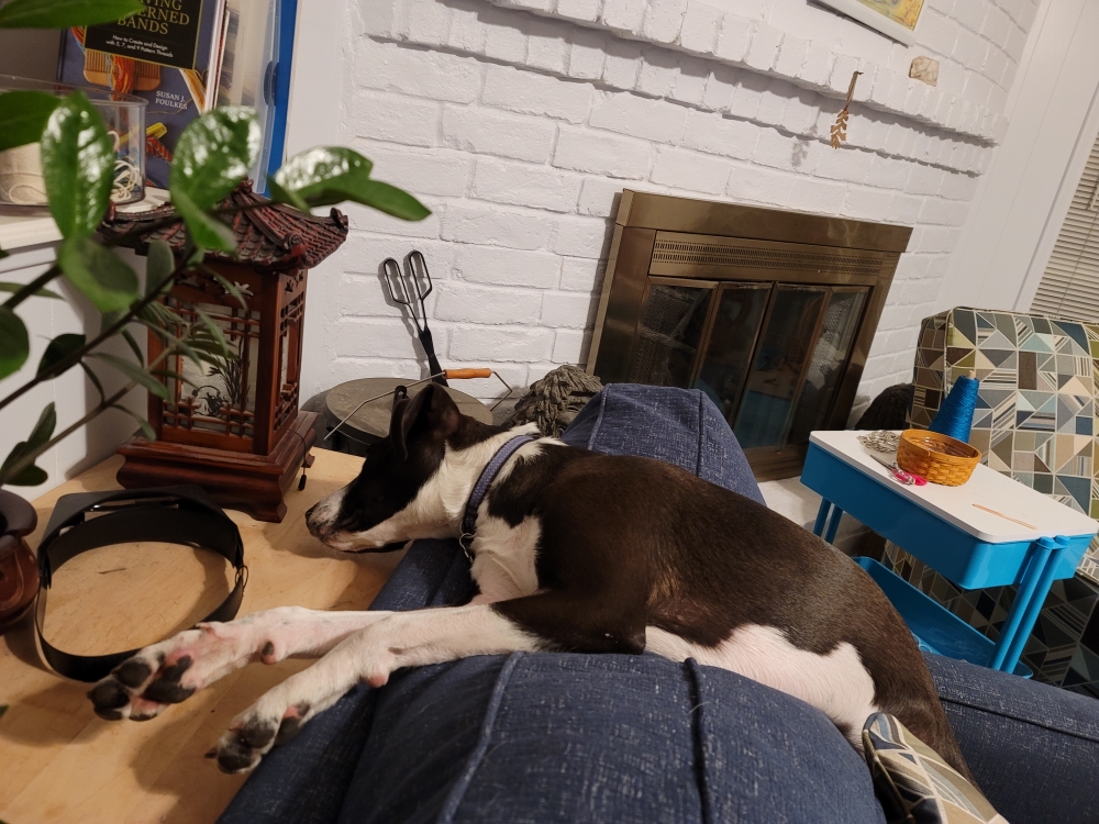 Dog draped across the back of the couch, head on the console table behind it
