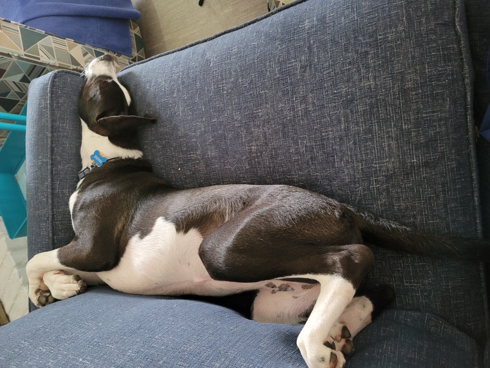 Dog on her back making an L, stomach against the back of the couch, head turned 90 degrees up against the armrest