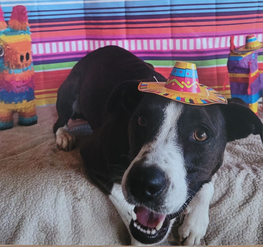 Dog in a tiny straw hat with lots of bright colors and a pinata