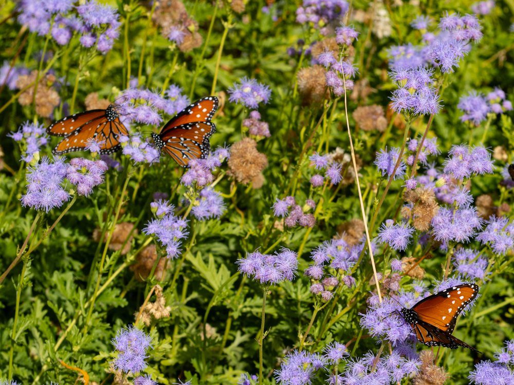 Orange butterflies on blue mist flowers