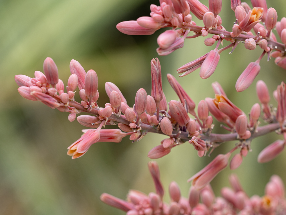 Close up of pink flowers against a green background