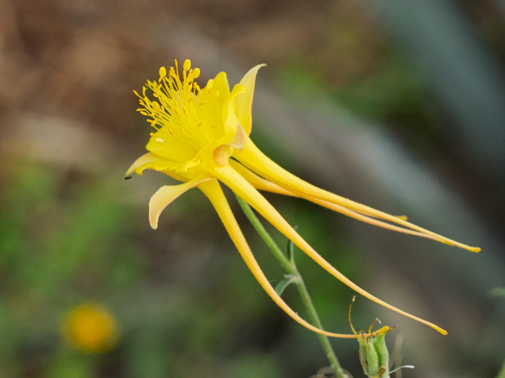 A yellow flower with long spurs pointing down
