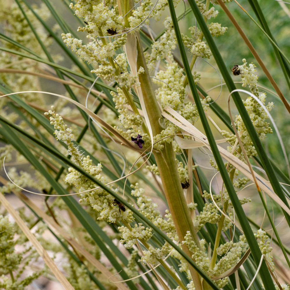 A messy view of grasslike stems and clusters of tiny white round flowers, with bees
