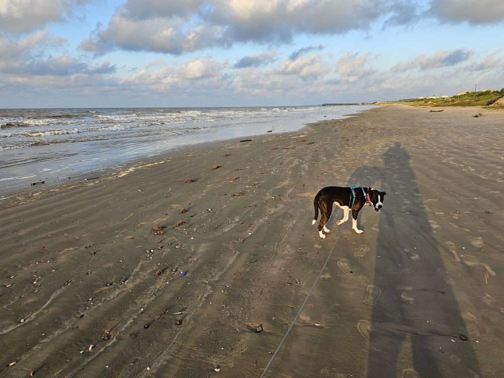 My dog exploring the beach