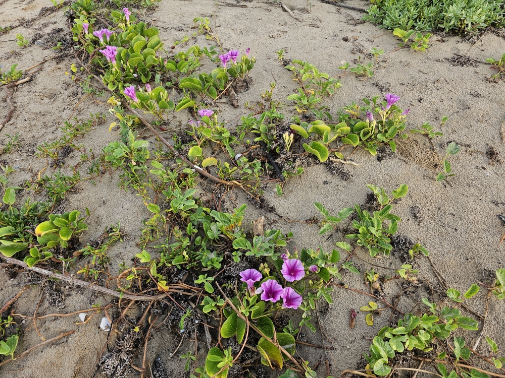 Flowers growing out of the dunes onto the beach