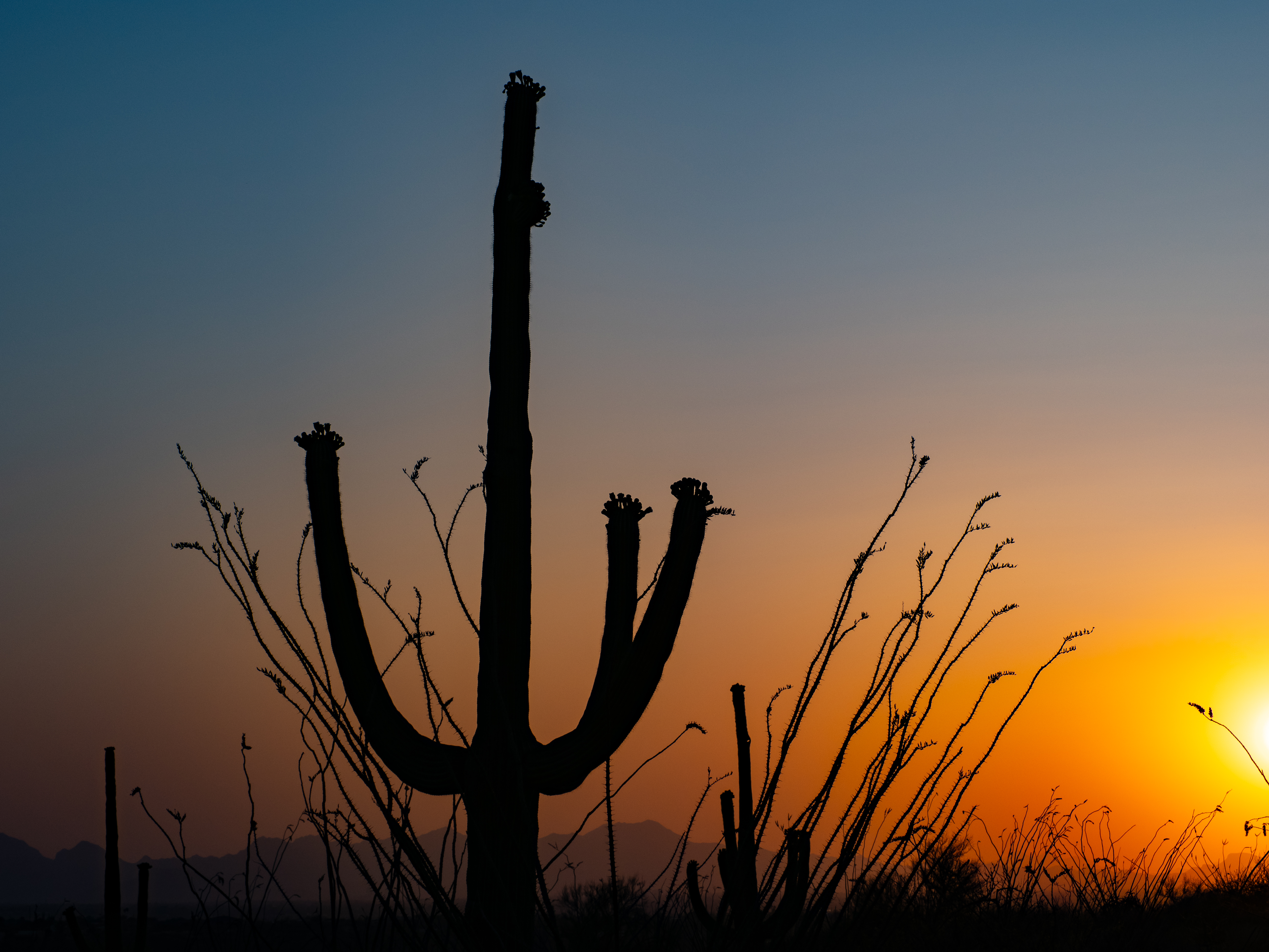 Silhouette of a saguaro cactus against a sunset sky