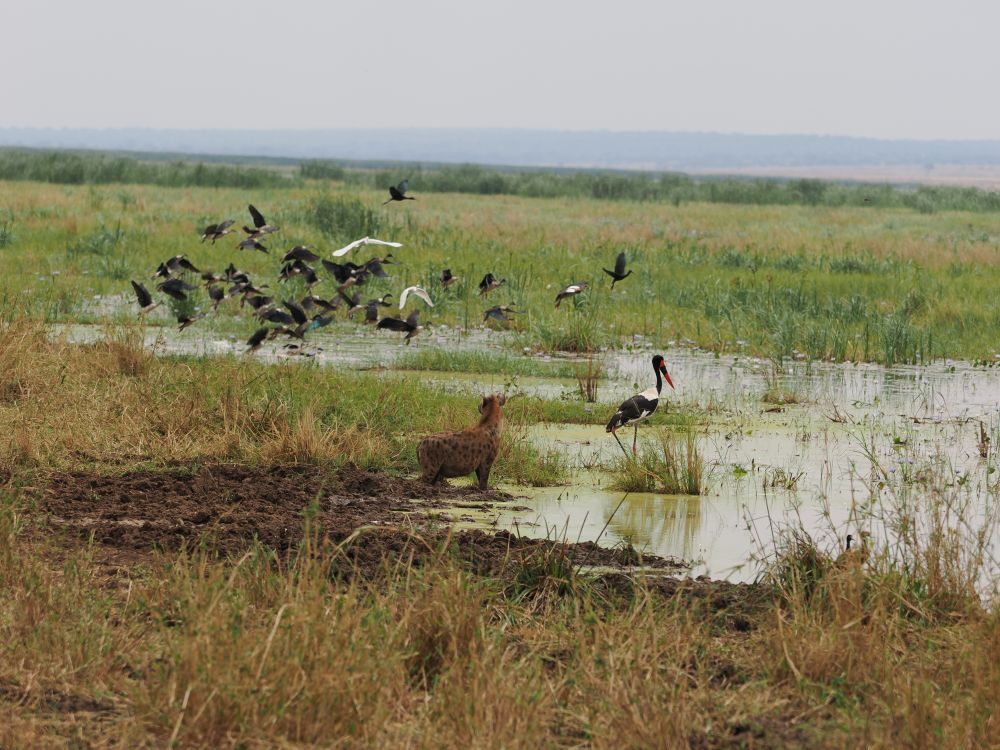 A shallow pond surrounded by green. A hyena stands in the water at the edge watching a mix of water birds take flight