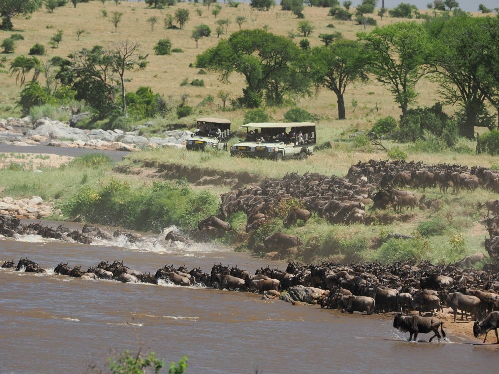 A herd of wildebeest pouring into and across a river, while safari vehicles watch from the background